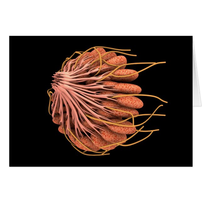 Conceptueel Afbeelding van de anatomie van de bors (Voorkant Horizontaal)