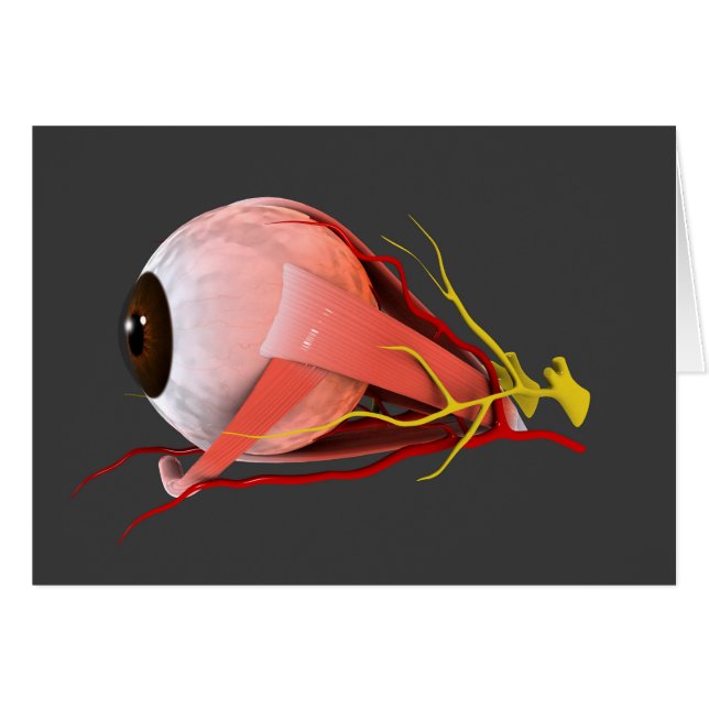 Conceptueel Afbeelding van de anatomie van de mens (Voorkant Horizontaal)