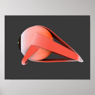 Conceptueel Afbeelding van de anatomie van de mens Poster