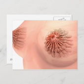 Conceptueel Afbeelding van de borstanatomie van he Briefkaart (Voorkant / Achterkant)