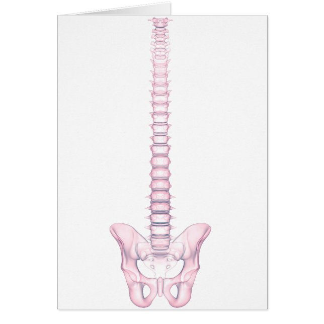 Conceptueel Afbeelding van de menselijke ruggengra (Voorkant)