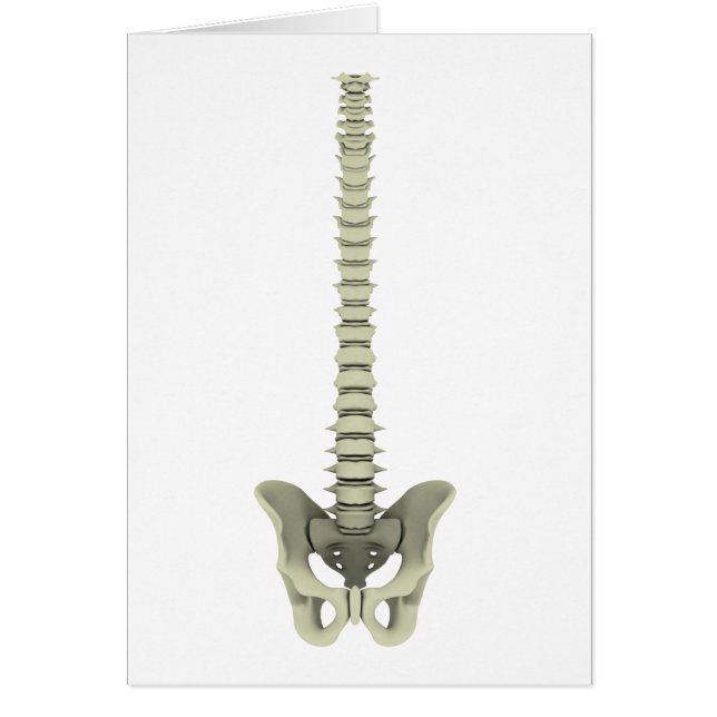 Conceptueel Afbeelding van de menselijke ruggengra (Voorkant)
