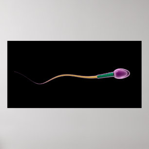 Conceptueel Afbeelding van de Sperm-anatomie Poster