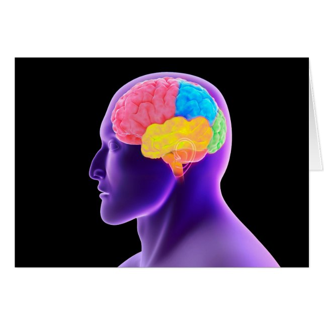 conceptueel Afbeelding van het menselijk brein 7 (Voorkant Horizontaal)