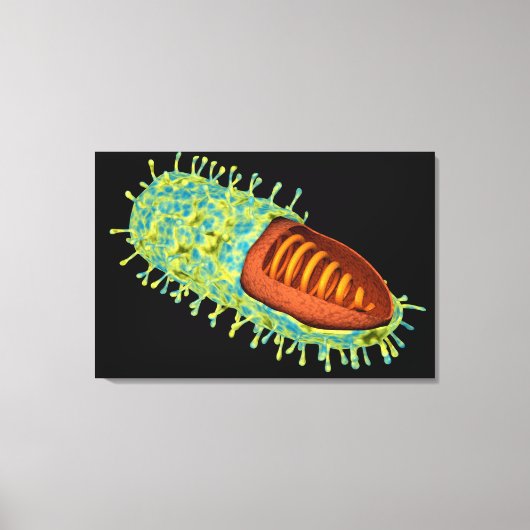 Conceptueel Afbeelding van het rabiësvirus 3 Canvas Afdruk (Voorkant)