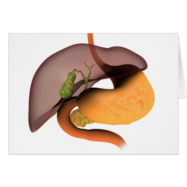 Conceptueel Afbeelding van het spijsverteringsstel (Voorkant Horizontaal)