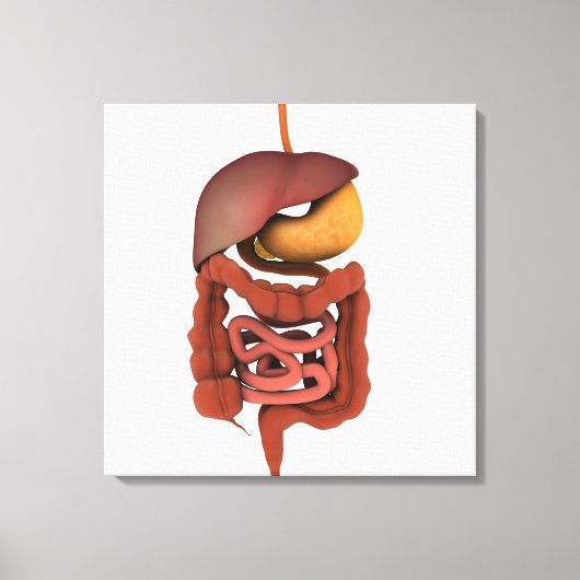 Conceptueel Afbeelding van het spijsverteringsstel Canvas Afdruk (Voorkant)