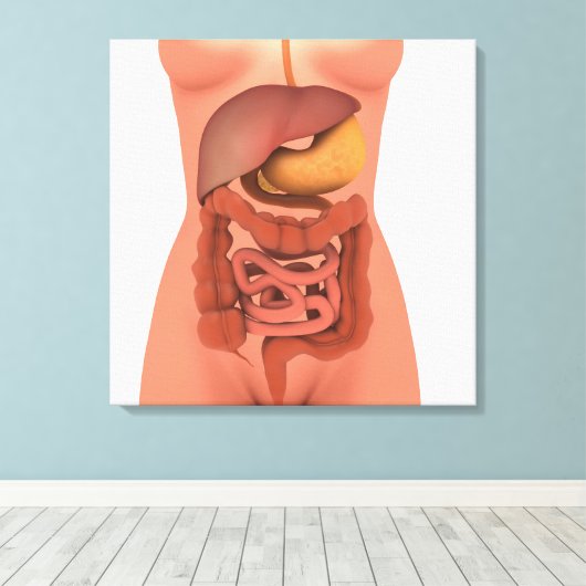 Conceptueel Afbeelding van het spijsverteringsstel Canvas Afdruk (Insitu (Houten vloer))