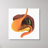 Conceptueel Afbeelding van het spijsverteringsstel Canvas Afdruk (Voorkant)