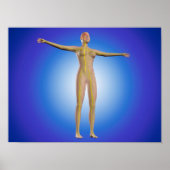 Conceptueel Afbeelding van het Vrouw Zenuwstelsel Poster (Voorkant)