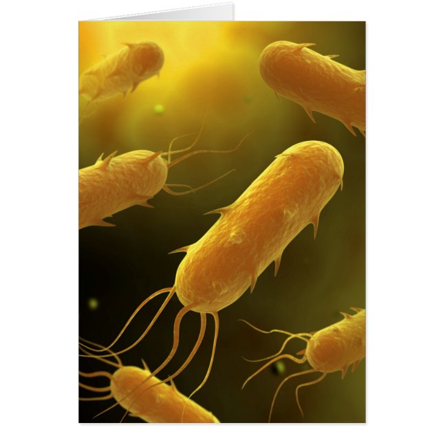 Conceptueel Afbeelding van lagellaatbacterie 3 (Voorkant)