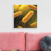 Conceptueel Afbeelding van lagellaatbacterie 3 Canvas Afdruk (Insitu (Woonkamer))