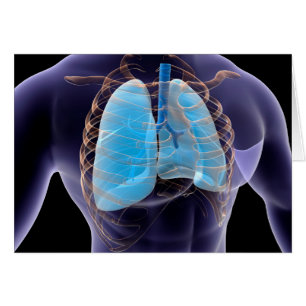 Conceptueel Afbeelding van menselijke longen en ri