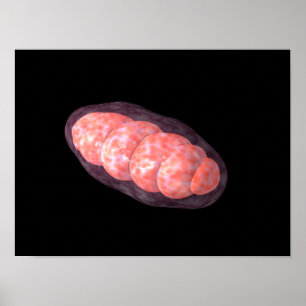 Conceptueel Afbeelding van Mitochondria 2 Poster
