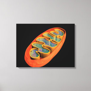 Conceptueel Afbeelding van Mitochondria 3 Canvas Afdruk