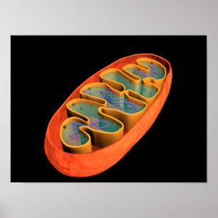 Conceptueel Afbeelding van Mitochondria 3 Poster