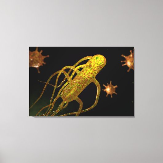 Conceptueel Afbeelding van Salmonella typhi 1 Canvas Afdruk (Voorkant)