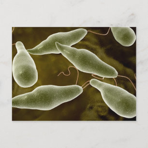 conceptueel Afbeelding van uglena 3 Briefkaart
