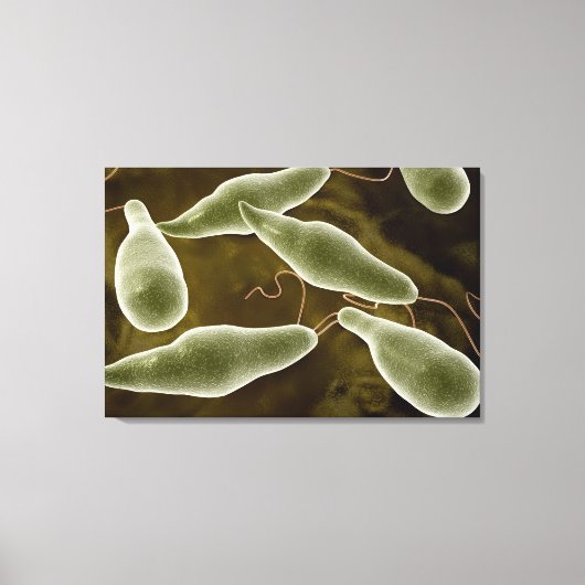 conceptueel Afbeelding van uglena 3 Canvas Afdruk (Voorkant)