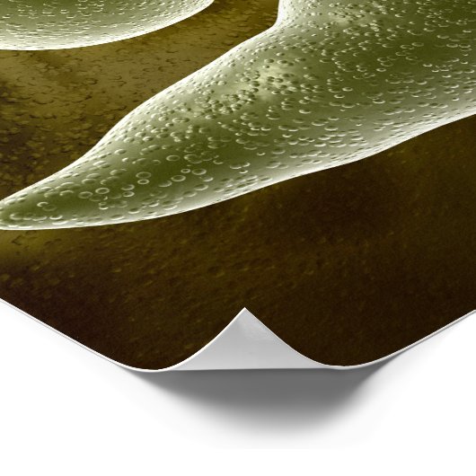 conceptueel Afbeelding van uglena 3 Poster (Hoek)