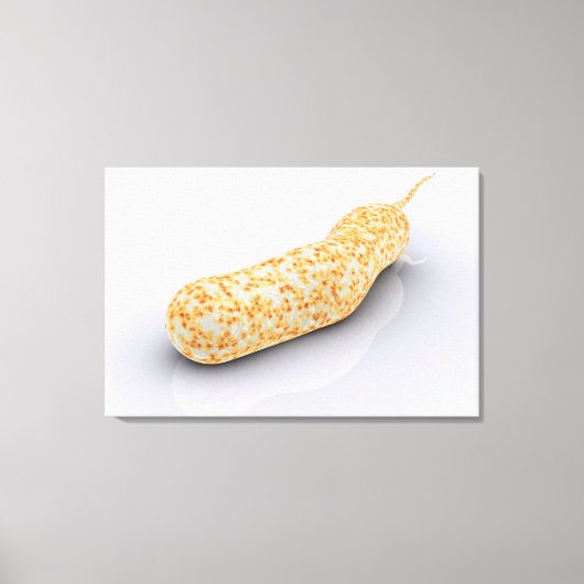 Conceptueel Afbeelding van Vibrio Cholerae 3 Canvas Afdruk (Voorkant)