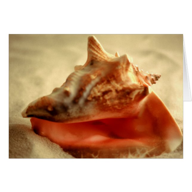 Conch (Voorkant Horizontaal)