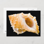 Conch Briefkaart (Voorkant / Achterkant)