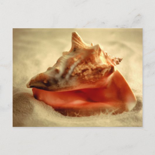 Conch Briefkaart (Voorkant)