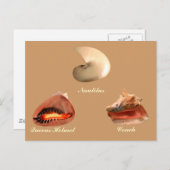 Conch, Nautilus, Queens Helmet Briefkaart (Voorkant / Achterkant)
