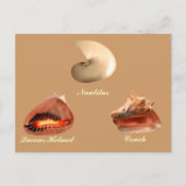 Conch, Nautilus, Queens Helmet Briefkaart (Voorkant)