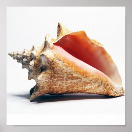 conch poster (Voorkant)