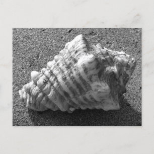 Conch Seashell Zand Beach Briefkaarten