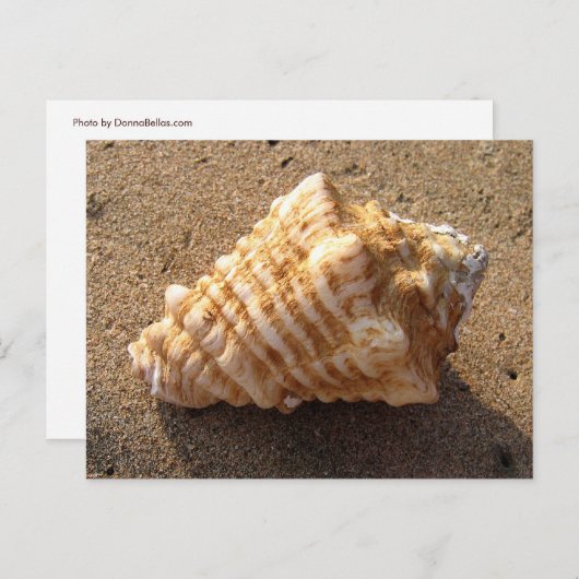 Conch Seashell Zand Beach Briefkaarten (Voorkant / Achterkant)