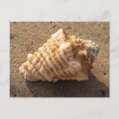 Conch Seashell Zand Beach Briefkaarten (Voorkant)