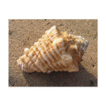 Conch Seashell Zand Beach Briefkaarten