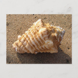 Conch Seashell Zand Beach Briefkaarten