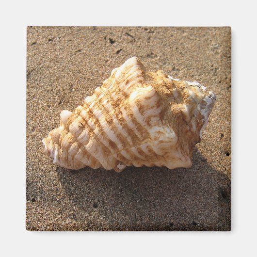 Conch Seashell Zand Beach Magnet Magneet (Voorkant)