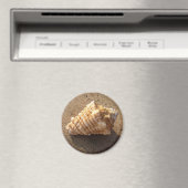 Conch Seashell Zand Beach Magnet Magneet (Insitu (Vaatwasser))