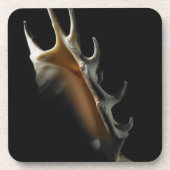 Conch shell bier onderzetter (Voorkant)