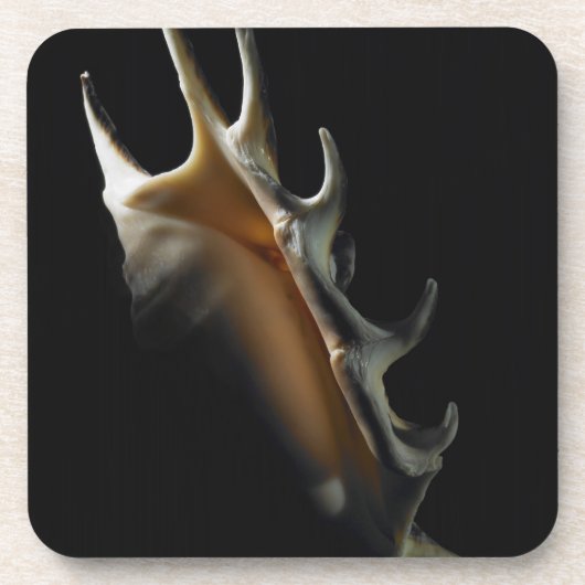 Conch shell bier onderzetter (Voorkant)