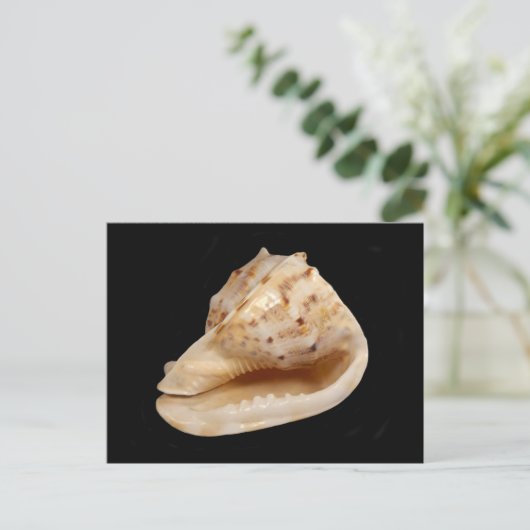 Conch Shell Briefkaart (Staand voorkant)