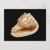 Conch Shell Briefkaart (Voorkant)