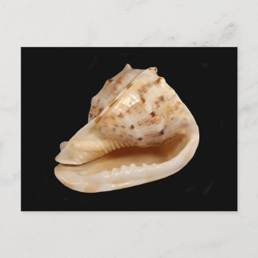 Conch Shell Briefkaart (Voorkant)