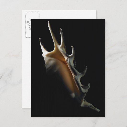 Conch shell briefkaart (Voorkant / Achterkant)