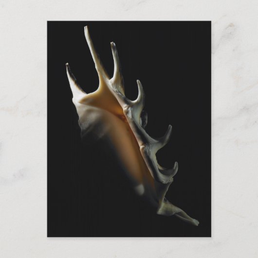 Conch shell briefkaart (Voorkant)