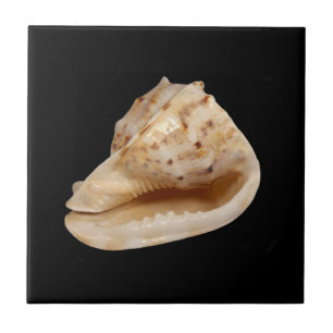 Conch Shell Ceramic Photo Tegel Tegeltje