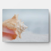 Conch Shell | Florida Fotoplaat (voorkant)