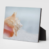 Conch Shell | Florida Fotoplaat (Zijkant)