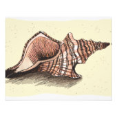 Conch Shell Foto Afdruk (Voorkant)