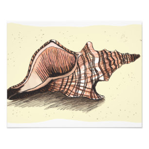 Conch Shell Foto Afdruk